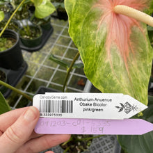 Load image into Gallery viewer, Anthurium Anuenue Obake Bicolor pink/green Fedex 2day
