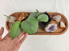 Load image into Gallery viewer, Scindapsus Silver Hero 2.5" Pot, Fedex 2 day*