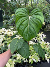 Load image into Gallery viewer, Philodendron Pastazanum 6" pot, Fedex 2day