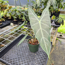 Load image into Gallery viewer, Alocasia Longiloba, Lowii, Argyreia exact plant, Fedex 2day*