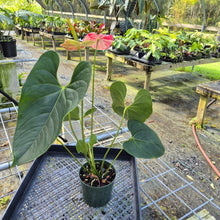 Load image into Gallery viewer, Anthurium Shibori, Exact Plant Variegated