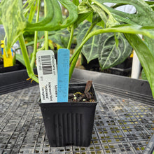 Load image into Gallery viewer, Monstera Adansonii Mint "Indonesia", Exact Plant Variegated Ships Nationwide