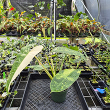 Load image into Gallery viewer, Philodendron Jose Buono Variegated exact plant, Fedex 2day*