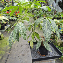 Load image into Gallery viewer, Pachira Aquatica Money Tree Variegated exact plant, Fedex 2day*