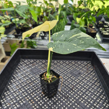Load image into Gallery viewer, Monstera Deliciosa Creme Brulee variegated exact plant, Fedex 2day*