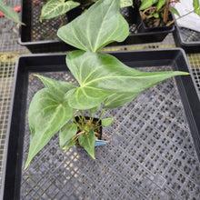 Load image into Gallery viewer, Anthurium Macrolobium, Exact Plant Ships Nationwide