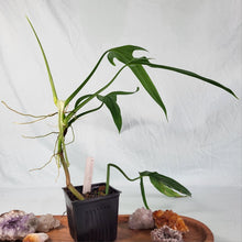 Load image into Gallery viewer, Philodendron Holtonianum, 4” pot, Fedex 2 day*