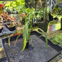 Load image into Gallery viewer, Philodendron Holtonianum Variegated, Exact Plant Ships Nationwide