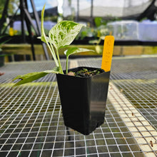 Load image into Gallery viewer, Epipremnum Pinnatum Marble, Exact Plant Variegated Ships Nationwide