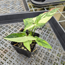 Load image into Gallery viewer, Syngonium Red Spot Tricolor Variegated exact plant, Fedex 2day*