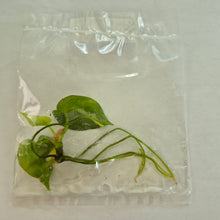 Load image into Gallery viewer, Anthurium Crystallinum Variegated tissue culture 2DayAir