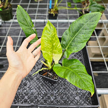 Load image into Gallery viewer, Philodendron Subhastatum, Exact Plant Variegated Ships Nationwide