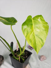 Load image into Gallery viewer, Borsigiana Aurea, Exact Plant, variegated Monstera