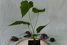 Load image into Gallery viewer, Anthurium Propinquum, exact plant, ships nationwide