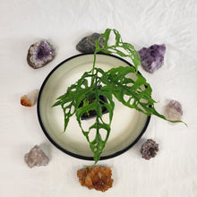 Load image into Gallery viewer, Monstera Obliqua Peru, Exact Plant Ships Nationwide