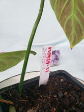 Load image into Gallery viewer, Splendid, Exact Plant, Philodendron