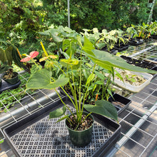 Load image into Gallery viewer, Anthurium Shibori Variegated exact plant, Fedex 2day*
