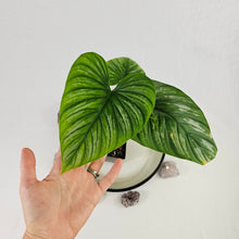 Load image into Gallery viewer, Philodendron Mamei, Exact Plant Ships Nationwide