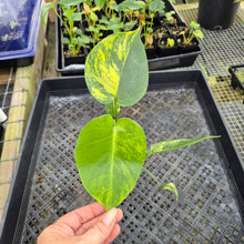 Load image into Gallery viewer, Monstera marilyn variegated, Exact Plant Ships Nationwide.