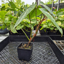 Load image into Gallery viewer, Philodendron Sodiroi True Form, Exact Plant Ships Nationwide