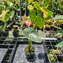 Load image into Gallery viewer, Anthurium Anuenue Obake Bicolor pink/green Fedex 2day