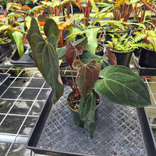 Load image into Gallery viewer, Anthurium Ace Of Spades X Papillilaminum, Exact Plant Ships Nationwide