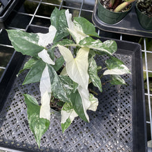 Load image into Gallery viewer, Syngonium Podophyllum Albo Variegata exact plant, Fedex 2day
