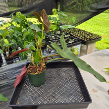 Load image into Gallery viewer, Philodendron Atabapoense exact plant, Fedex 2day*
