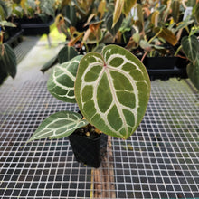 Load image into Gallery viewer, Anthurium Red Crystallinum Doc Block 2.5" pot, Fedex 2day*