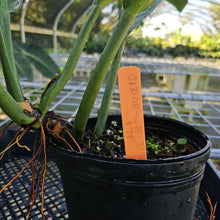 Load image into Gallery viewer, Philodendron Acutifolium, Exact Plant