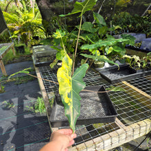 Load image into Gallery viewer, Alocasia Sarian aurea variegated exact plant, Fedex 2day*