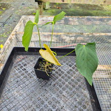 Load image into Gallery viewer, Anthurium Warocqueanum x noid, Exact Plant Ships Nationwide