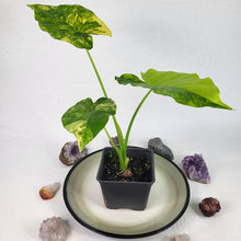 Load image into Gallery viewer, Alocasia Gageana Aurea, Exact Plant Variegated