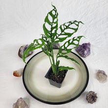 Load image into Gallery viewer, Monstera Obliqua Peru, Exact Plant Ships Nationwide