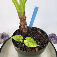 Load image into Gallery viewer, Alocasia Gageana Aurea, Exact Plant Variegated