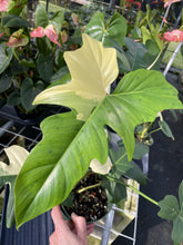 Load image into Gallery viewer, Philodendron Golden Dragon Variegated exact plant, Fedex 2day*