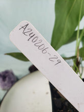 Load image into Gallery viewer, Anthurium Angamarcanum 4" pot, Fedex 2day*