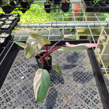 Load image into Gallery viewer, Philodendron Pink Princess Variegated exact plant, Fedex 2day*