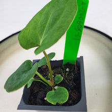 Load image into Gallery viewer, Anthurium Ace Of Spades X Papillilaminum 2.5" pot, Fedex 2day*