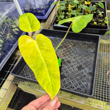 Load image into Gallery viewer, Philodendron Goldiana, Exact Plant Ships Nationwide