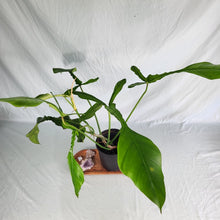 Load image into Gallery viewer, Philodendron Joepii, Exact Plant XL