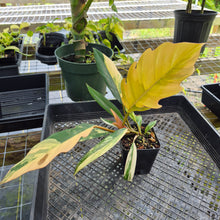 Load image into Gallery viewer, Philodendron Caramel Marble, Exact Plant Variegated Ships Nationwide