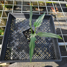 Load image into Gallery viewer, Philodendron Orchid Jungle, Exact Plant Ships Nationwide