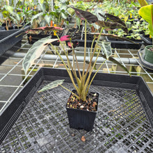 Load image into Gallery viewer, Alocasia Bambino Arrow Pink variegated exact plant, Fedex 2day*