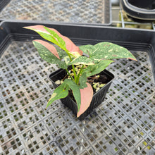 Load image into Gallery viewer, Syngonium Red Spot Tricolor Variegated exact plant, Fedex 2day*
