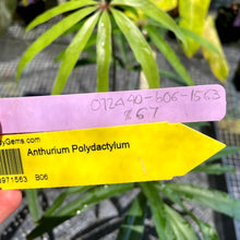 Load image into Gallery viewer, Anthurium Polydactylum, Exact Plant Ships Nationwide