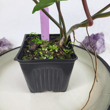 Load image into Gallery viewer, Philodendron Florida Beauty Green Form 4" pot, Fedex 2 day*