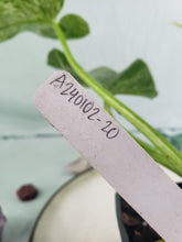 Load image into Gallery viewer, Giganteum 'Blizzard', exact plant, variegated Philodendron, ships nationwide