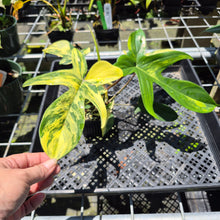 Load image into Gallery viewer, Philodendron Florida Beauty Variegated exact plant, Fedex 2day*