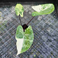 Load image into Gallery viewer, Alocasia Macrorhizza Black Stem, Exact Plant Variegated